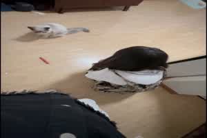 声音很棒娇小学妹  背景图片